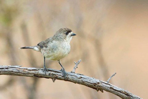Southern Whiteface (Aphelocephala leucopsis), New South Wales, Australia