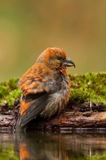 Red Crossbill (Loxia curvirostra) male, Utrecht, Netherlands