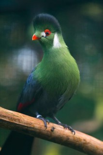 White-cheeked Turaco (Menelikornis leucotis), adult bird perched on a branch, native to Sudan,