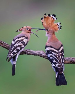 Hoopoe (Upupa epops) Bird of the Year 2022, male with food for his female, bridal gift, mating,
