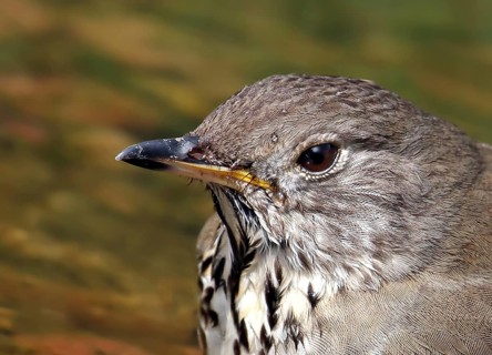 Gray-cheeked Thrush, Catharus minimus, portrait, in Saskatchewan, Canada