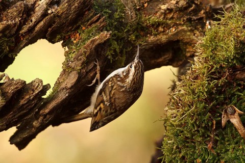 Eurasian Treecreeper (Certhia familiaris), Rhineland-Palatinate, Germany