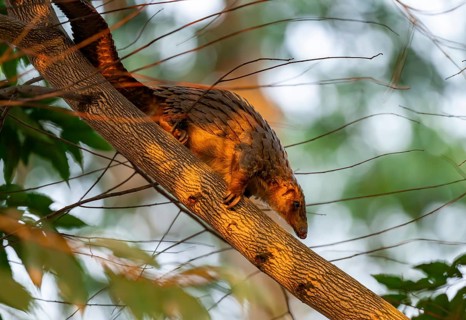 Pangolin climbing a tree, White-bellied pangolin (Phataginus tricuspis, Manis tricuspis), Western
