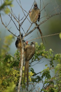 Speckled Mousebird (Colius striatus), Uganda
