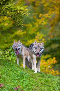 Two eurasian gray wolves (Canis lupus lupus) stand on a hill, observing the area. A forest in fall