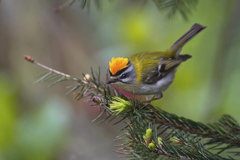 Common Firecrest (Regulus ignicapilla), Saxony-Anhalt, Germany