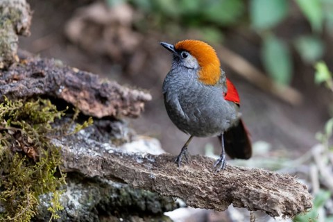 Red-tailed Laughingthrush (Trochalopteron milnei sharpei), Yunnan, China