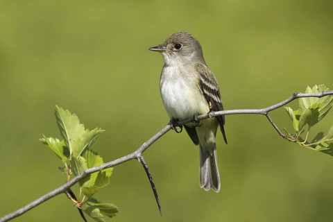 Willow Flycatcher (Empidonax traillii), Maryland, USA