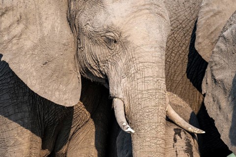 Detail, Animal portrait, African elephant (Loxodonta africana), Ihaha, Chobe National Park,