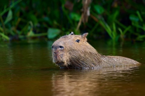 Capybara in the water, surrounded by green foliage, looks relaxed and calm, Capybara, capybara