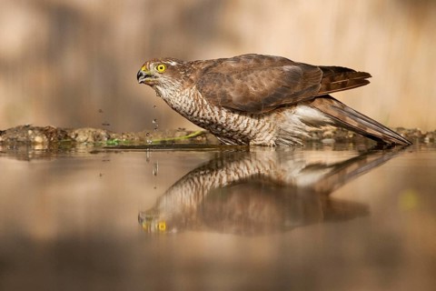 Eurasian Sparrowhawk (Accipiter nisus) female drinking at a waterhole, Subotica, Serbia