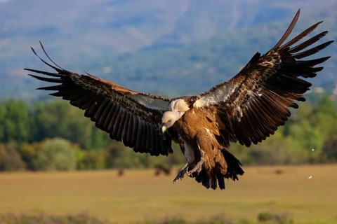 Griffon Vulture, Eurasian Griffon Vulture, Griffon Vulture, Eurasian Griffon, (Gyps fulvu), Vautour