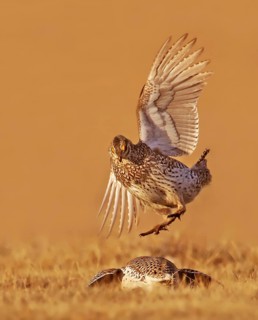 Sharp-tailed Grouse (Tympanuchus phasianellus) male mating, Saskatchewan, Canada