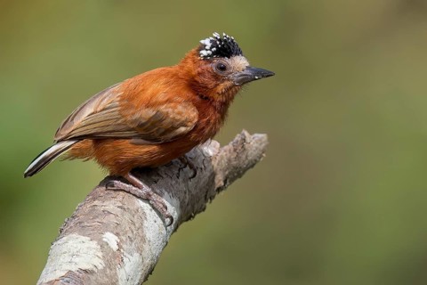 Chestnut Piculet (Picumnus cinnamomeus) perched on a branch in Colombia, South America