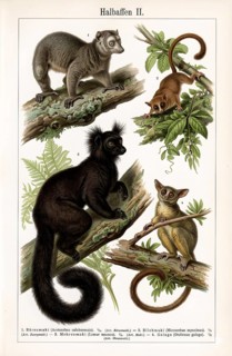 Display board prosimians, animal world, animal kingdom, monkey, wild animal, Africa, primates, bear