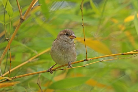 House Sparrow (Passer domesticus)