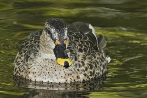 Indian Spot-billed Duck (Anas poecilorhyncha), Florida, USA