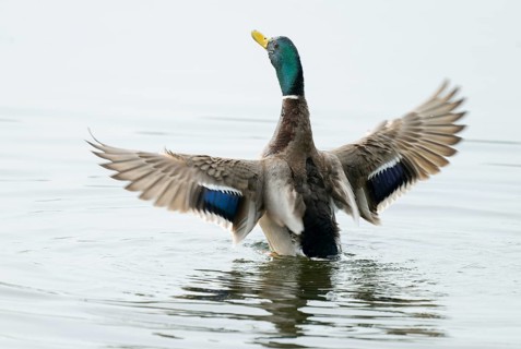 Mallard (Anas platyrhynchos), male, on a lake, flapping his wings, Lower Saxony, Germany