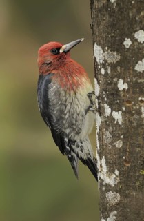 Red-breasted Sapsucker (Sphyrapicus ruber), British Columbia, Canada