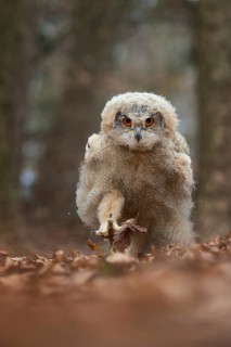 Eurasian Eagle-Owl (Bubo bubo) juvenile walking on the ground, North Rhine-Westphalia, Germany