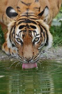 Sumatran tiger (Panthera tigris sumatrae), drinking, captive, occurring on Sumatra, Indonesia