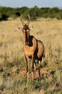 Red hartebeest (Alcelaphus buselaphus caama), Kaama, adult, alert, foraging, Mountain Zebra