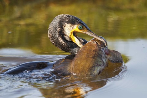 Great Cormorant (Phalacrocorax carbo), Netherlands
