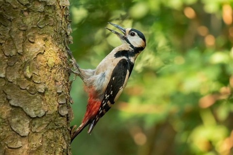 Great Spotted Woodpecker (Dendrocopos major) male climbing up a tree, Lower Saxony, Germany