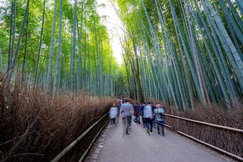 Visitors on their way through bamboo forest, motion blur, long exposure, towering bamboo stems in