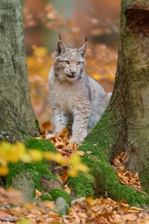 Eurasian lynx (Lynx lynx), in forest at autumn