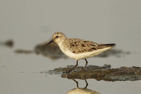 Red-necked Stint (Calidris ruficollis), Thailand