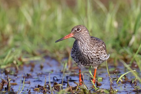 Redshank (Tringa totanus) standing on a flooded meadow, snipe bird, spring, wildlife, Hüde,