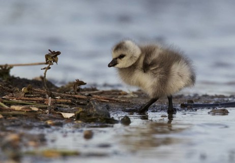 Barnacle Goose (Branta leucopsis) juvenile, Schleswig-Holstein, Germany
