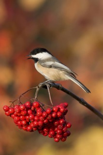 Black-capped Chickadee Poecile atricapilla Minneapolis, Minnesota, USA 1 November Adult on Mountain