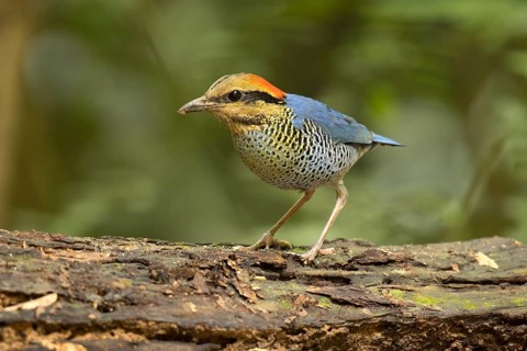 Blue Pitta (Hydrornis cyaneus) male perched on an old tree trunk, Kaeng Krachan, Thailand