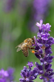 Honey bee (Apis mellifera) on a lavender flower (Lavandula angustifolia), macro photograph,