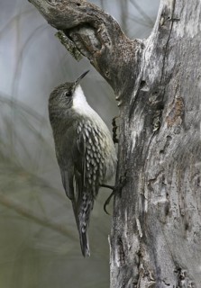 White-throated Treecreeper (Cormobates leucophaea) male, Victoria, Australia