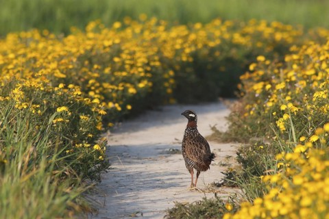 Black Francolin (Francolinus francolinus), Turkey