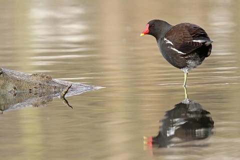 Common Moorhen (Gallinula chloropus), Lower Saxony, Germany