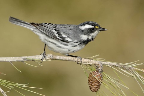 Black-throated Grey Warbler (Setophaga nigrescens), California, USA