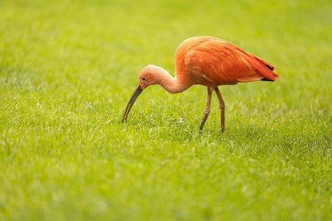 Scarlet Ibis on the grass, Germany