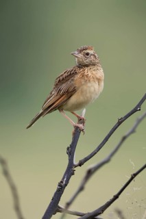 Bush Pipit (Anthus caffer), adult, on tree, perch, Pilanesberg National Park, North West Province,