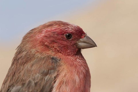 Sinai Rosefinch (Carpodacus synoicus) male, Eilat, Israel