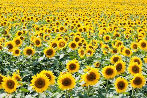 A field of blooming sunflowers, sunflowers