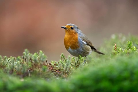 European Robin (Erithacus rubecula), Netherlands