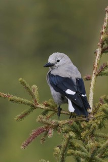 Clark's Nutcracker (Nucifraga columbiana), Alberta, Canada