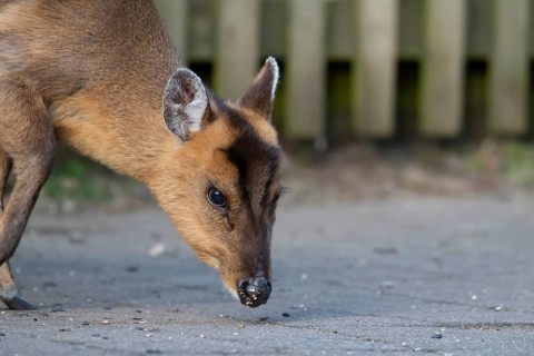 Muntjac deer (Muntiacus reevesi) adult mammal feeding on an urban path, England, United Kingdom