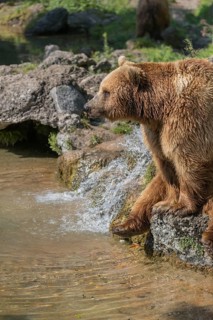 One eurasian brown bear (Ursus arctos arctos) sitting aside a little water cascade and between