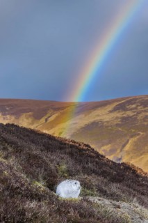 Rainbow and mountain hare, snow hare (Lepus timidus) in white winter pelage resting in the hills in