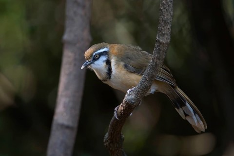 Lesser Necklaced Laughingthrush (Garrulax monileger), Kaeng Krachan, Thailand